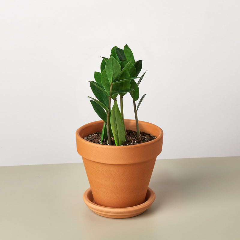Load image into Gallery viewer, Zamioculcas Zamiifolia 'ZZ'
