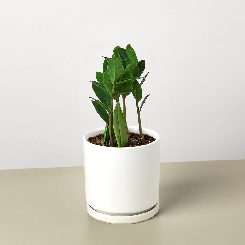 Load image into Gallery viewer, Zamioculcas Zamiifolia 'ZZ'
