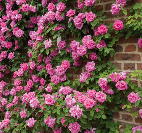 Climbing rose, Zephirine Drouhin