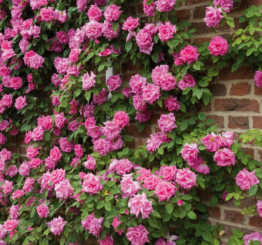 Climbing Rose | Zéphirine Drouhin Rose | French Bourbon Rose