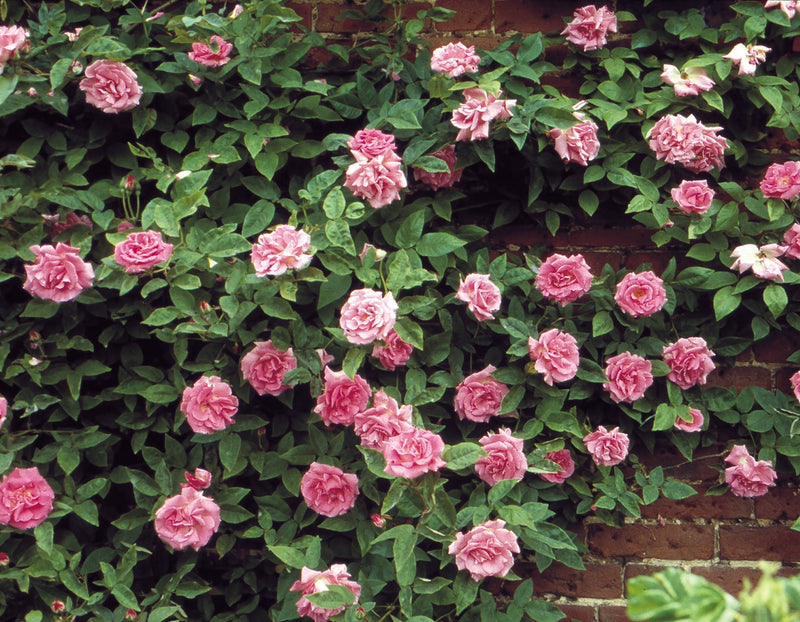 Load image into Gallery viewer, Climbing Rose | Zéphirine Drouhin Rose | French Bourbon Rose

