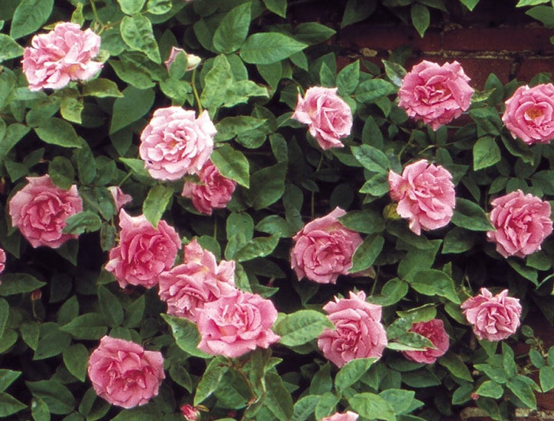 Load image into Gallery viewer, Climbing Rose | Zéphirine Drouhin Rose | French Bourbon Rose
