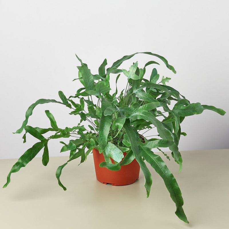 Load image into Gallery viewer, Fern 'Blue Star'
