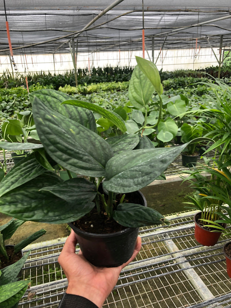 Load image into Gallery viewer, Monstera 'Peru'
