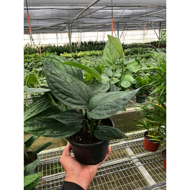 Load image into Gallery viewer, Monstera 'Peru'
