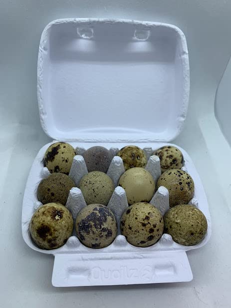 Load image into Gallery viewer, Coturnix Quail Fertile Hatching Eggs, 12 Count, Carefully Sourced and Selected for Quality, Ideal for Incubation and Sustainable Egg Hatching from Family Farms and Hatcheries picked daily fresh
