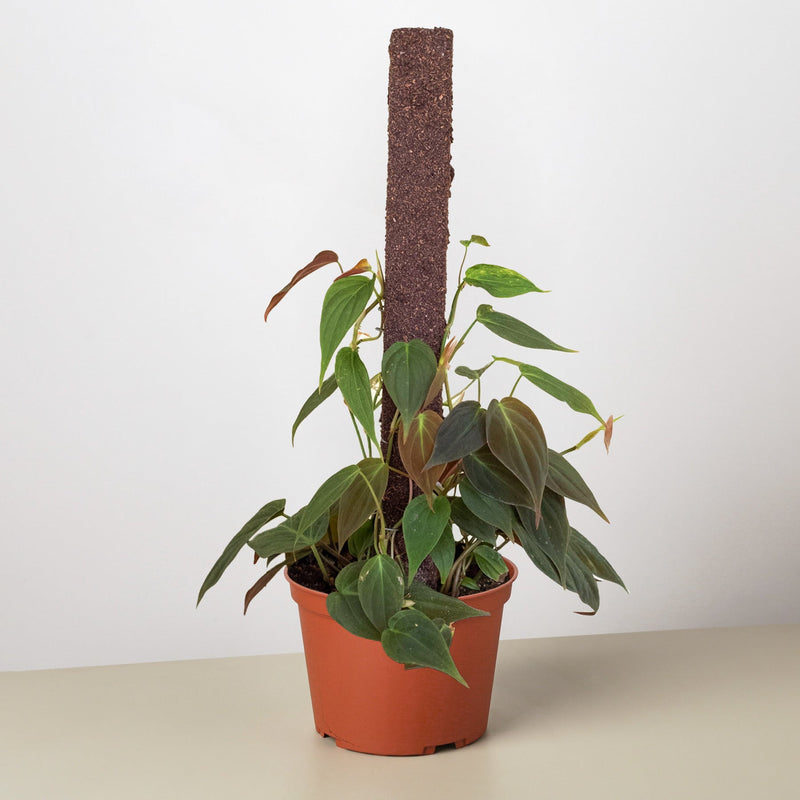 Load image into Gallery viewer, Philodendron 'Velvet'
