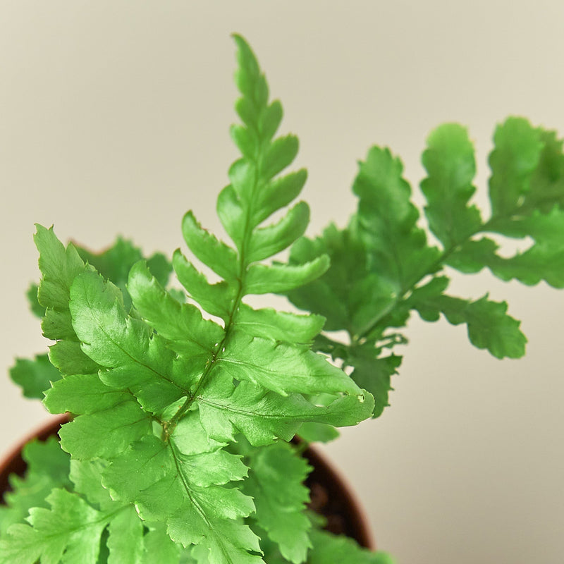 Load image into Gallery viewer, Autumn Fern
