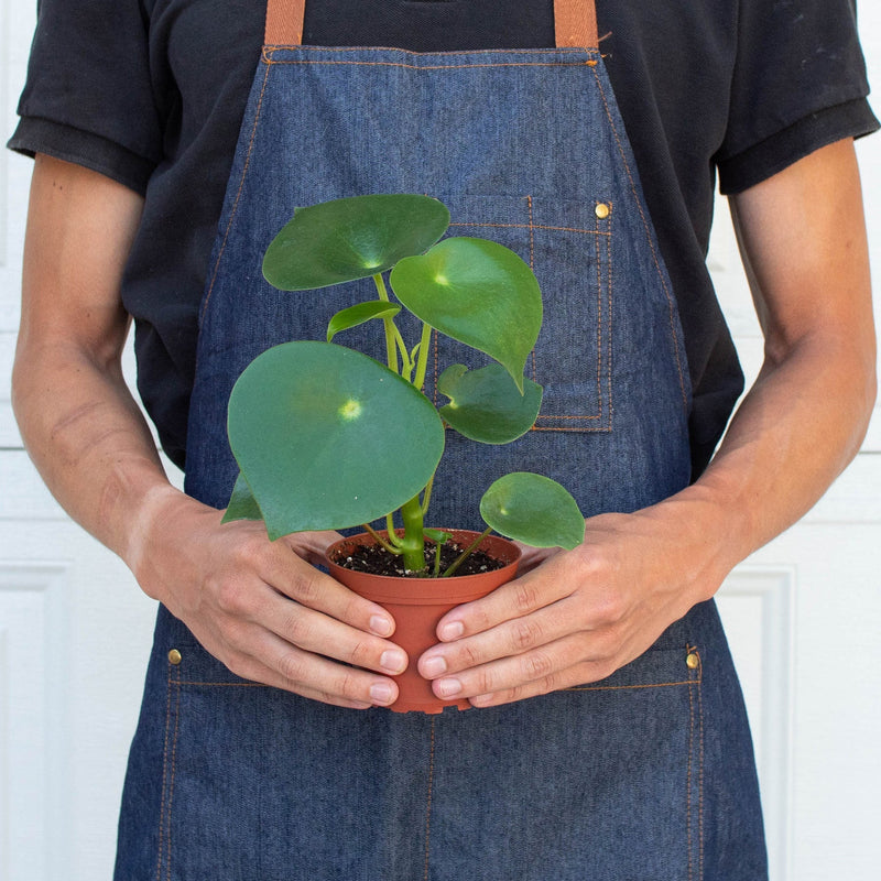 Load image into Gallery viewer, Peperomia 'Raindrop'
