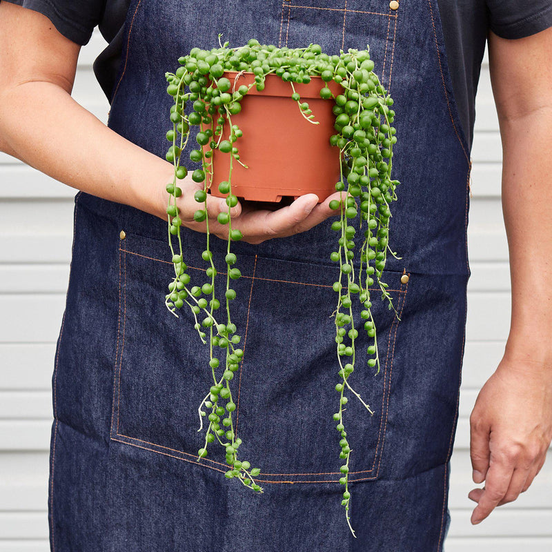 Load image into Gallery viewer, Succulent 'String of Pearls'

