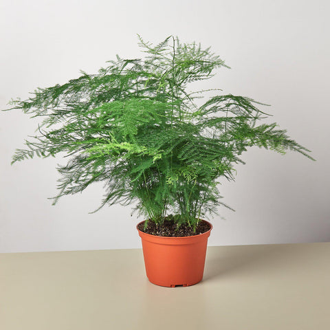 Asparagus fern