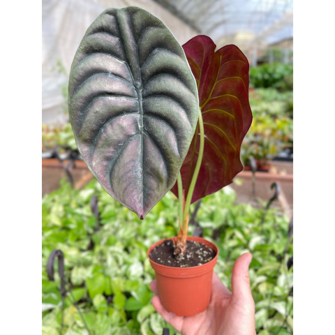 Alocasia Red Secret