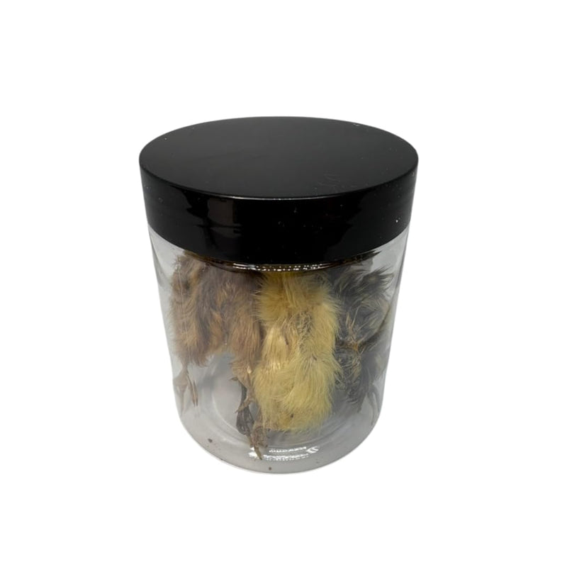 Load image into Gallery viewer, Whole Quail for Carnivore Pets - Premium Quality Natural Pet Treats Quail - Natural Prey Feeding Quail - Freeze-Dried for Essential Nutrients and Enzymes Small Size 5 Count
