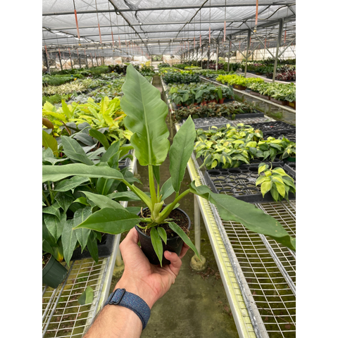 Philodendron 'Jungle Boogie', additional product view 2