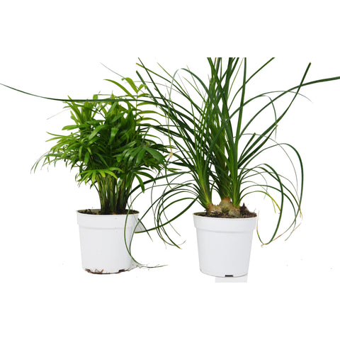 2 Palm Variety Pack / 4