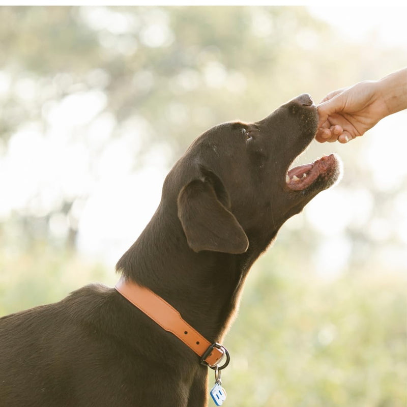 Load image into Gallery viewer, Quail Crunch Bites Dog Treats — Dehydrated Quail Meat &amp; Shells
