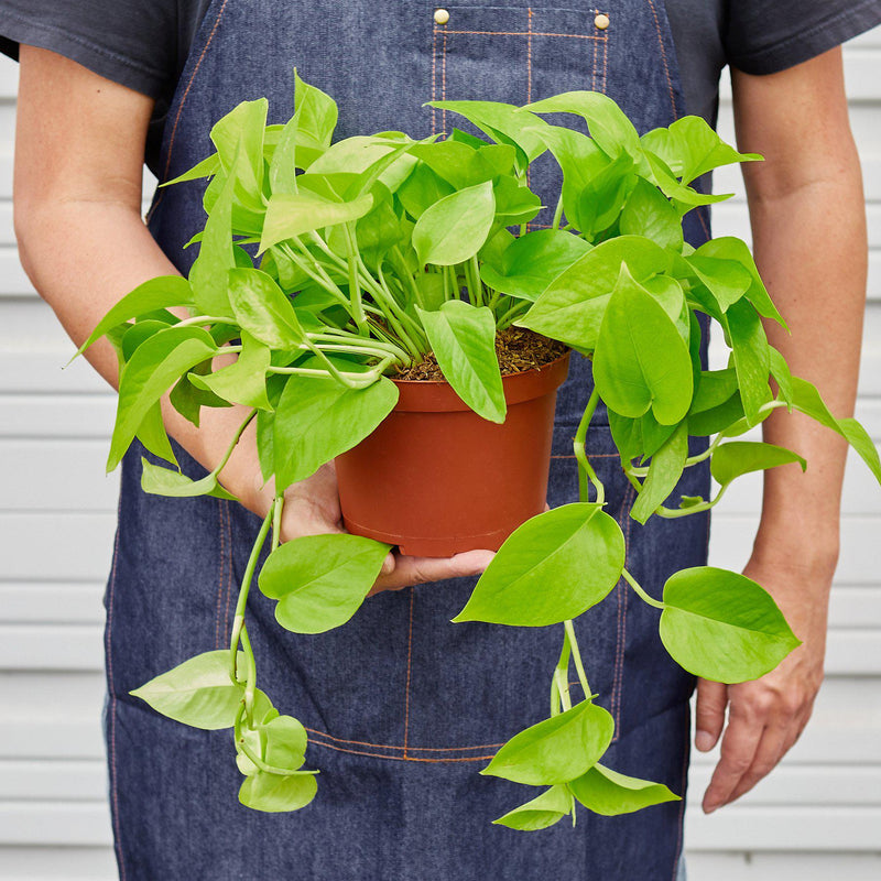 Load image into Gallery viewer, Pothos 'Neon'
