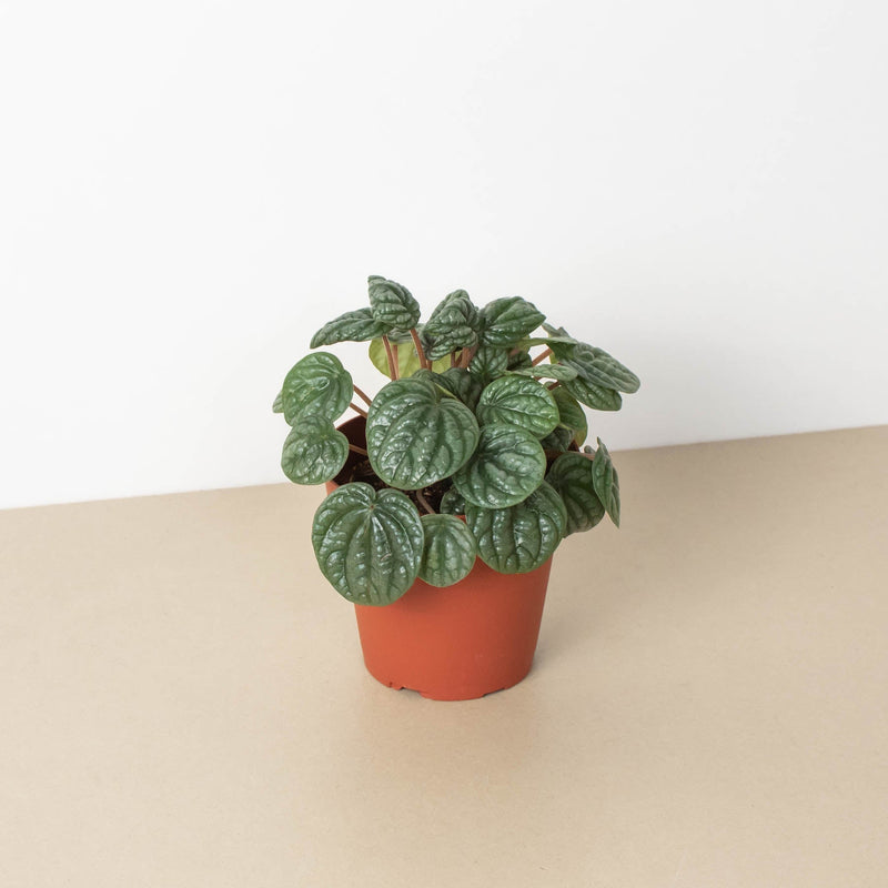 Load image into Gallery viewer, Peperomia 'Burbella'
