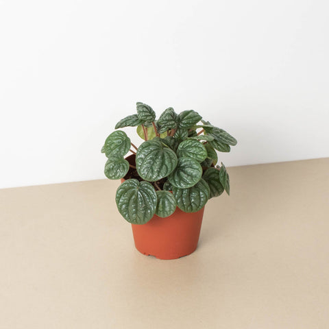 Peperomia Burbella