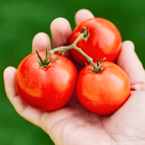Ace 55 Tomato – 50 Seeds, additional product view 2