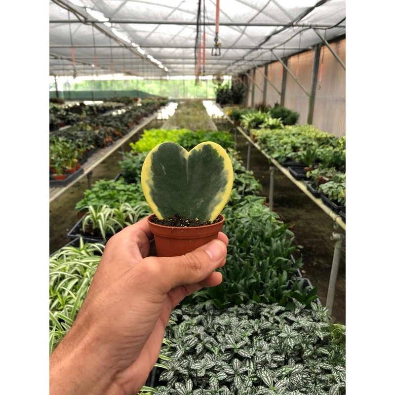 Load image into Gallery viewer, Hoya 'Sweetheart Variegated'
