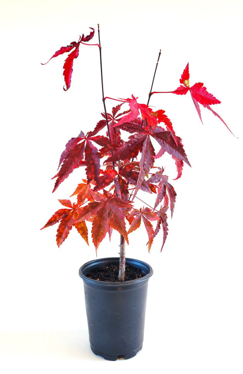 Dwarf Japanese maple, Acer palmatum
