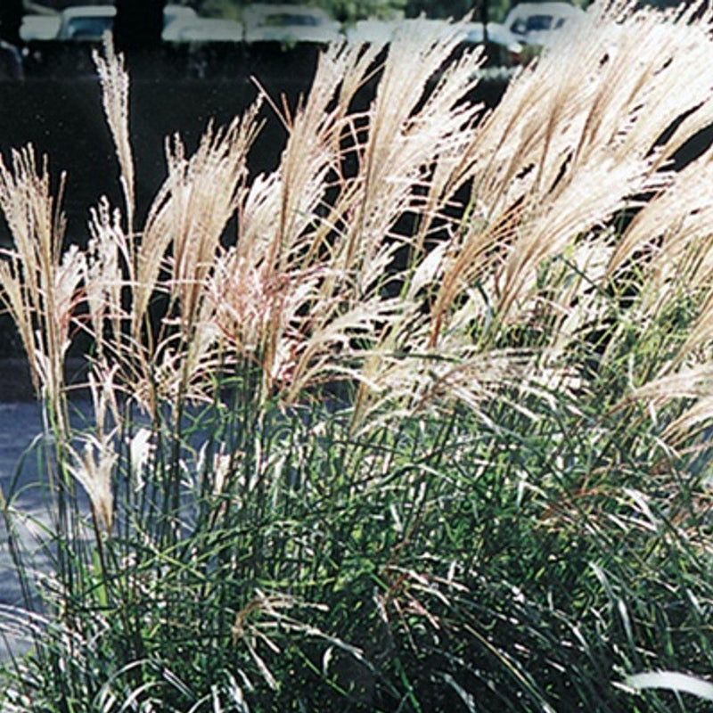 Load image into Gallery viewer, Dwarf Maiden Grass Grass | Miscanthus sinensis 'Adagio'
