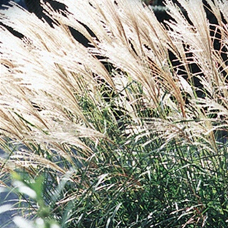 Load image into Gallery viewer, Dwarf Maiden Grass Grass | Miscanthus sinensis 'Adagio'
