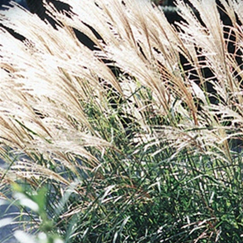 Dwarf Maiden grass, Miscanthus Adagio