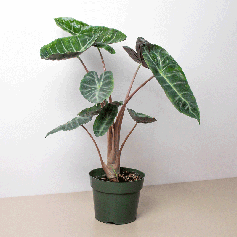 Load image into Gallery viewer, Alocasia Pink Dragon
