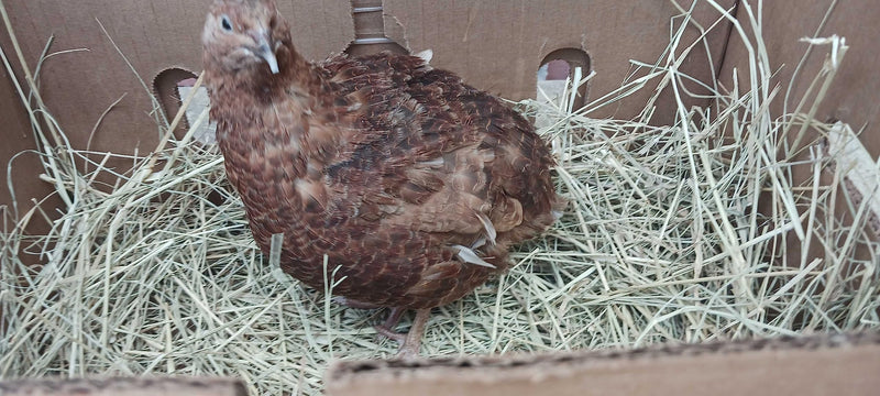 Load image into Gallery viewer, Red Range Coturnix Quail Hatching Eggs
