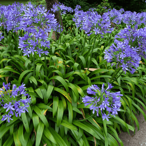 African Lily 25 Seeds