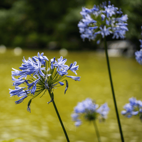 African Lily – 25 Seeds, additional product view 2
