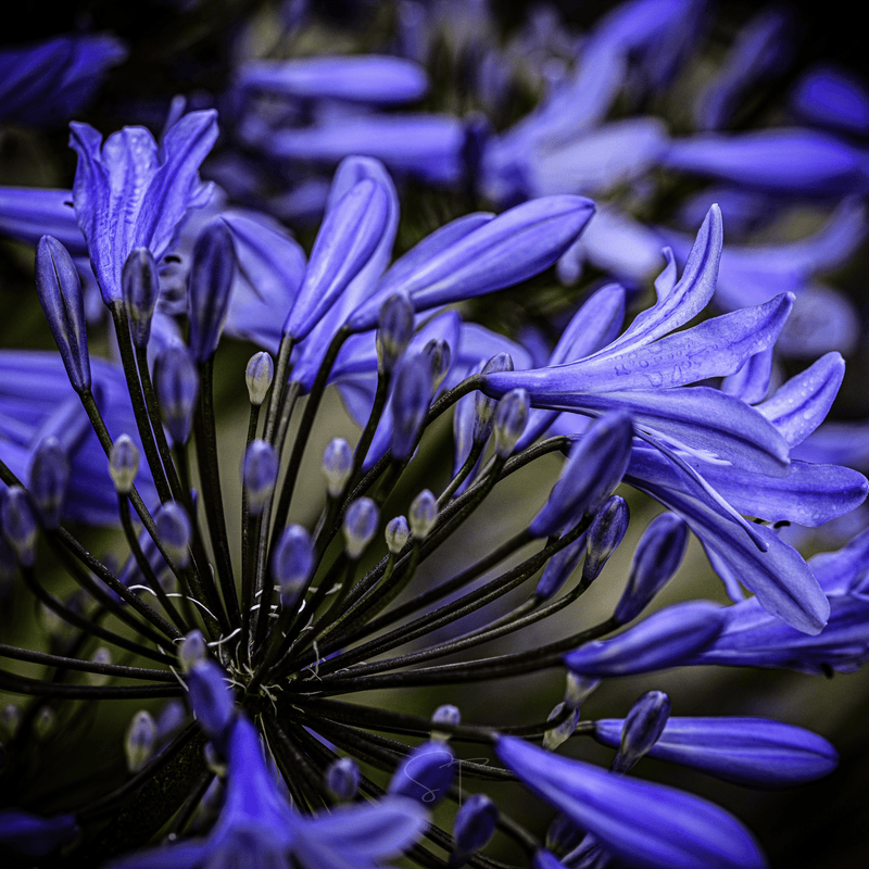 Load image into Gallery viewer, African Lily – 25 Seeds
