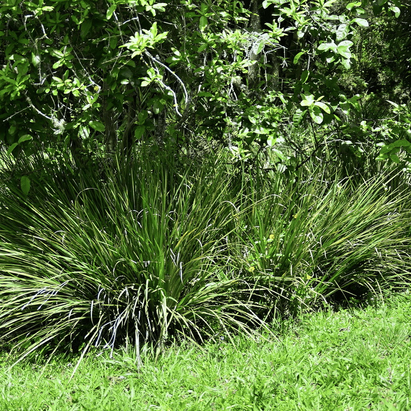 Load image into Gallery viewer, African Lily – 25 Seeds
