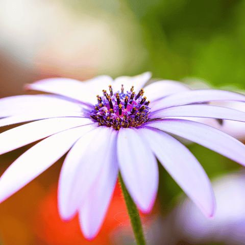 African White Daisy – 25 Seeds, additional product view 2