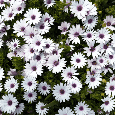 African White Daisy seeds package, 25 count, GrowTime Garden Supply
