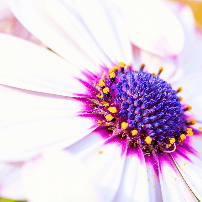 Load image into Gallery viewer, African White Daisy – 25 Seeds
