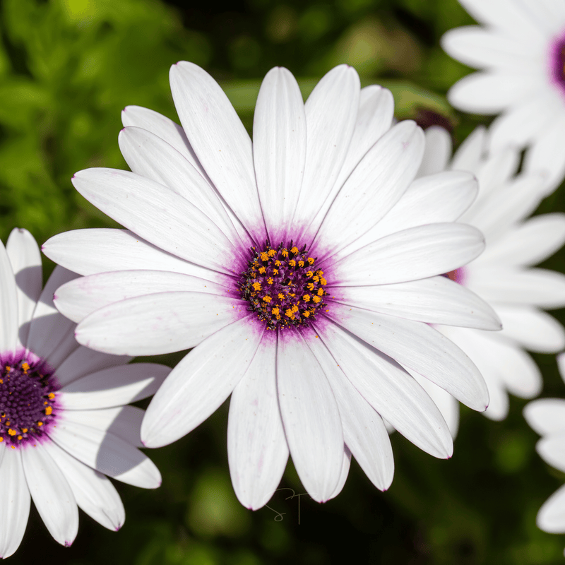 Load image into Gallery viewer, African White Daisy – 25 Seeds
