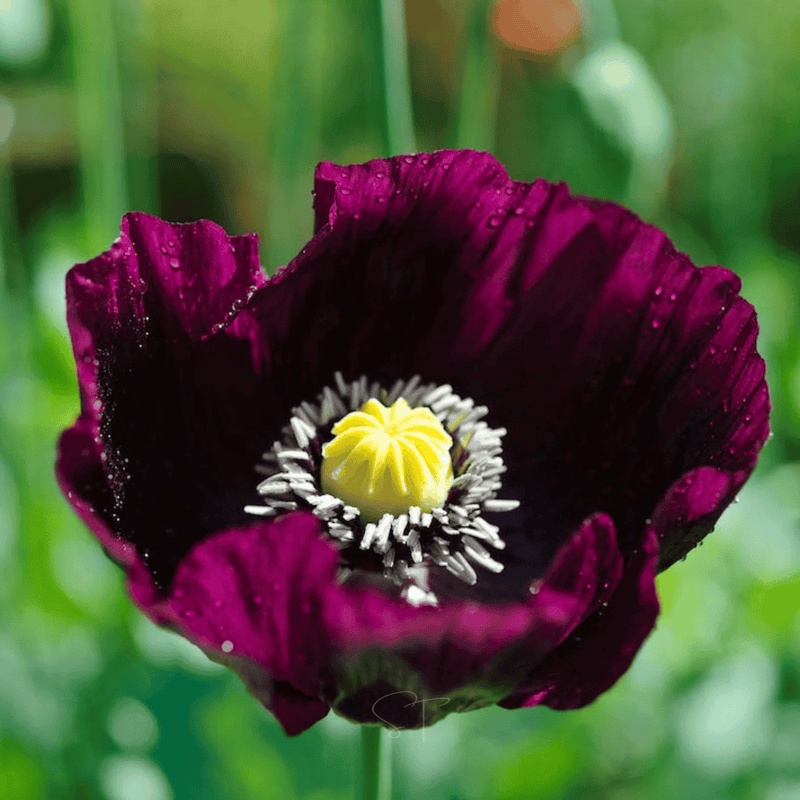 Load image into Gallery viewer, After Midnight Poppy – 100 Seeds
