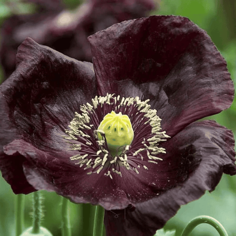 After Midnight Poppy – 100 Seeds, additional product view 2
