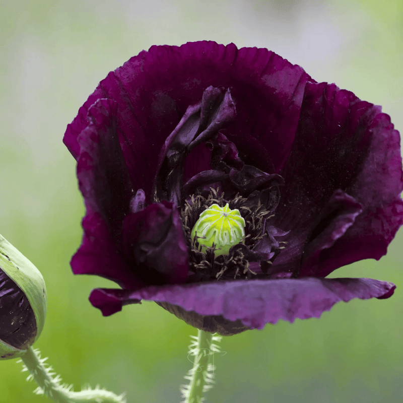 Load image into Gallery viewer, After Midnight Poppy – 100 Seeds
