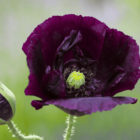 After Midnight Poppy 100 Seeds