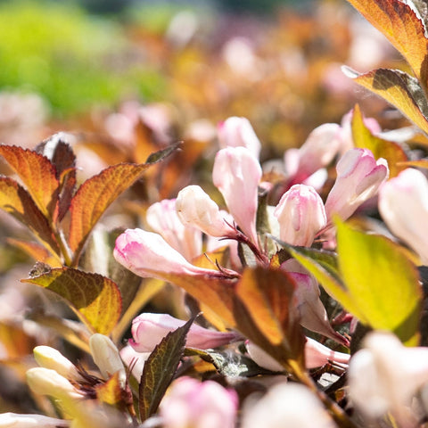 Afterglow™ Weigela, additional product view 2
