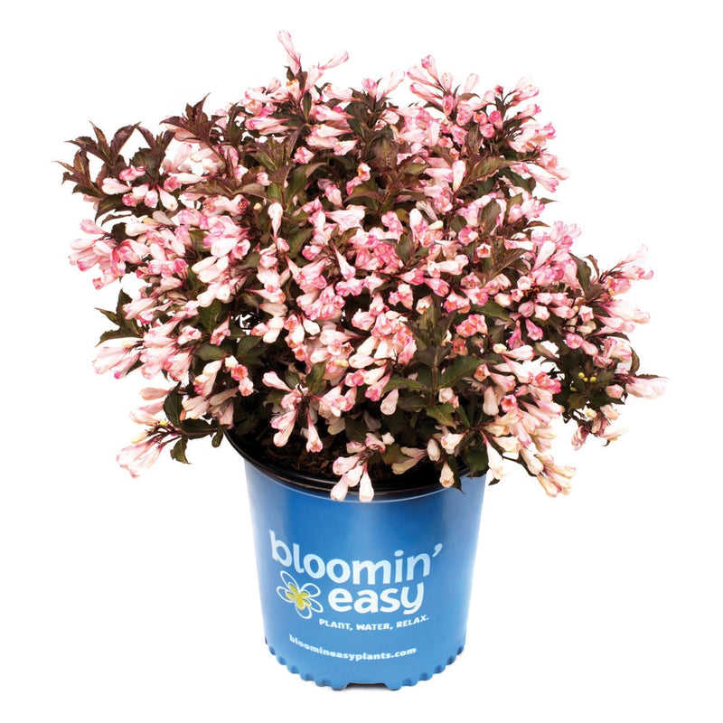 Load image into Gallery viewer, Afterglow™ Weigela
