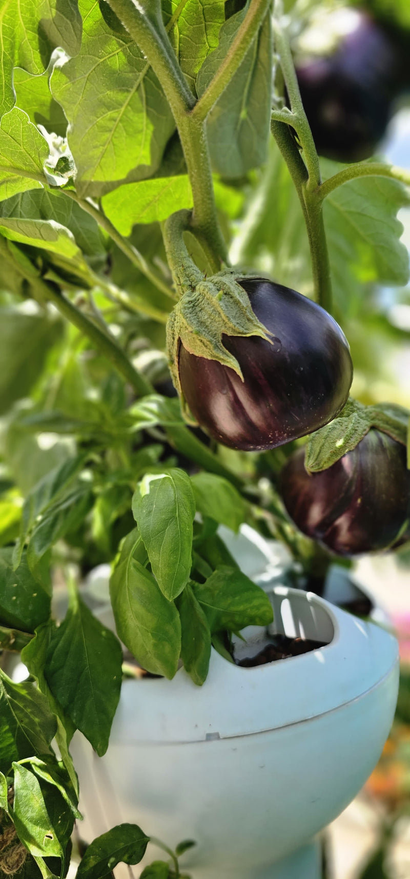 Load image into Gallery viewer, Airponic Fruit - Hydroponic Tower Garden System
