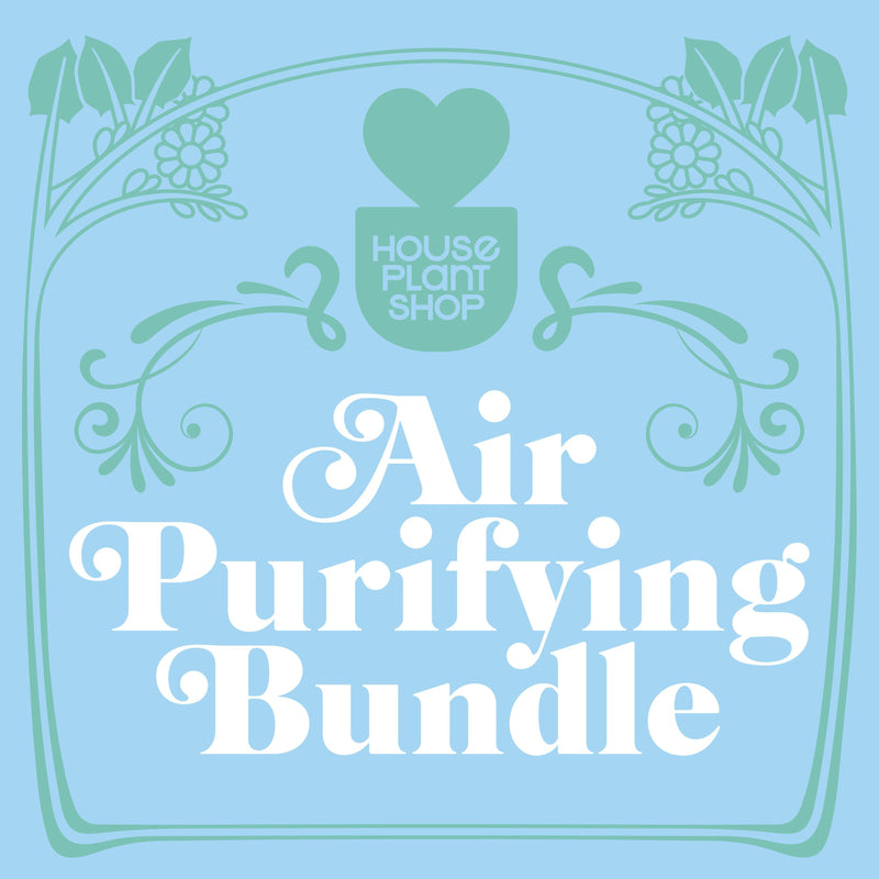 Load image into Gallery viewer, Air Purifying Variety Bundle
