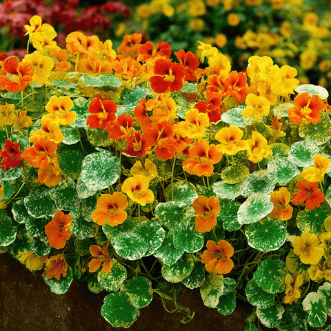 Alaska Mix Nasturtium 25 Seeds