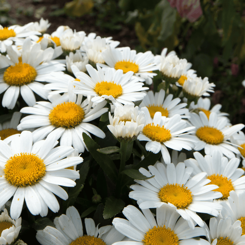 Load image into Gallery viewer, Alaska Shasta Daisy – 100 Seeds
