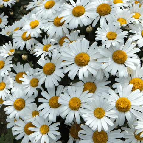 Alaska Shasta Daisy – 100 Seeds, additional product view 2